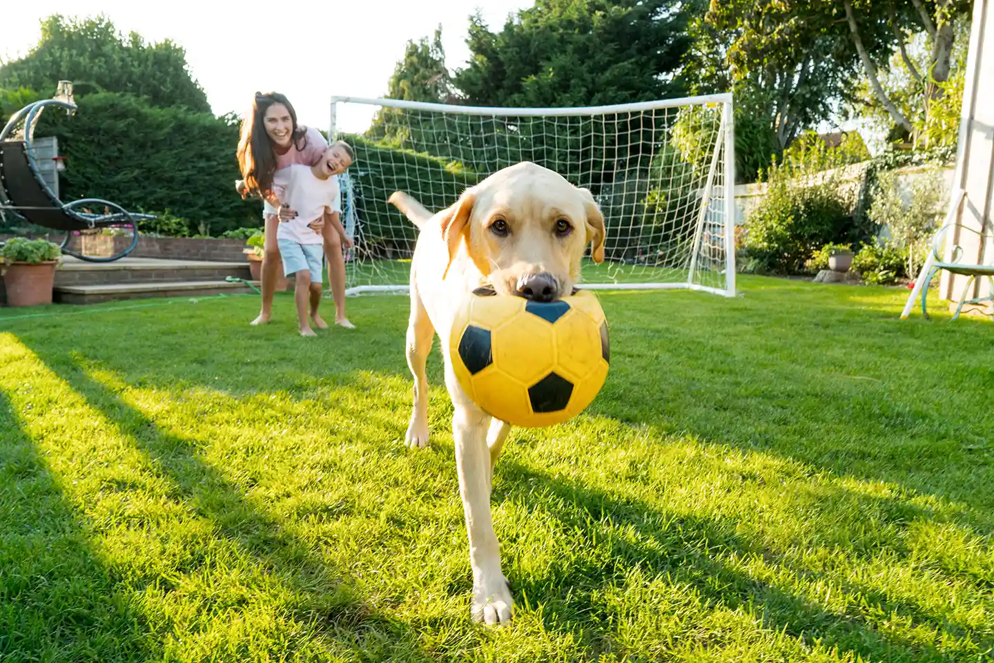 Cachorro brincando com bola de futebol